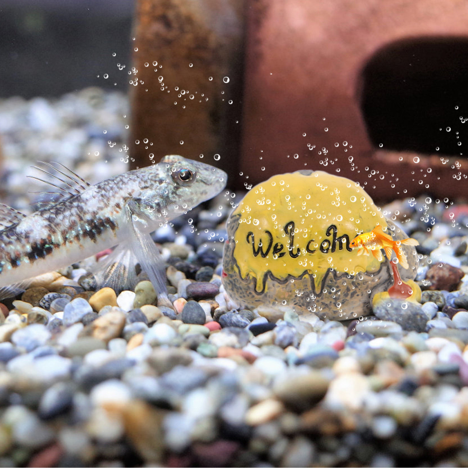 4 szt. Mini mchuściełych kamie – Bonsai Garden Photos recenzja i cena